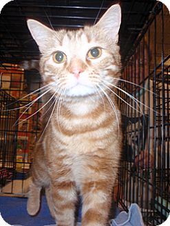 Domestic Shorthair Cat for Sale in Loudonville, New York - Tigger Domestic Shorthair Cat for Sale in Loudonville, New York - Tigger