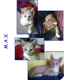 American Bobtail Cat for Sale in Bunnell, Florida - Max American Bobtail Cat for Sale in Bunnell, Florida - Max