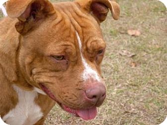 Pit Bull Terrier Mix Dog for Sale in Gainesville, Florida - Jackie Pit Bull Terrier Mix Dog for Sale in Gainesville, Florida - Jackie