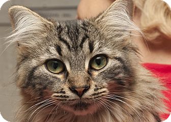 Domestic Longhair Kitten for Sale in Lombard, Illinois - Frankie Lynn Park Domestic Longhair Kitten for Sale in Lombard, Illinois - Frankie Lynn Park