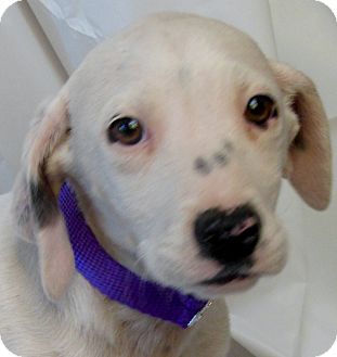 Boxer/Basset Hound Mix Puppy for Sale in Thousand Oaks, California - Allie Boxer/Basset Hound Mix Puppy for Sale in Thousand Oaks, California - Allie