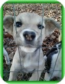 Feist/Terrier (Unknown Type, Medium) Mix Puppy for Sale in Windham, New Hampshire - Heather (In New England) Feist/Terrier (Unknown Type, Medium) Mix Puppy for Sale in Windham, New Hampshire - Heather (In New England)