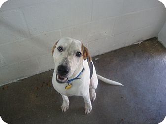 Hound (Unknown Type) Mix Dog for Sale in Winter Haven, Florida - Bocephus Hound (Unknown Type) Mix Dog for Sale in Winter Haven, Florida - Bocephus