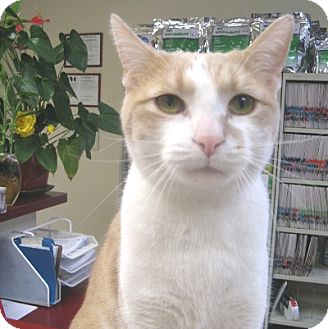 Domestic Shorthair Kitten for Sale in Mississauga, Ontario, Ontario - Murphy Domestic Shorthair Kitten for Sale in Mississauga, Ontario, Ontario - Murphy