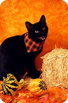 Domestic Shorthair Kitten for Sale in Green Bay, Wisconsin - Amy Domestic Shorthair Kitten for Sale in Green Bay, Wisconsin - Amy