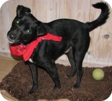 Labrador Retriever/Labrador Retriever Mix Dog for Sale in NA, Oklahoma - Jasper Labrador Retriever/Labrador Retriever Mix Dog for Sale in NA, Oklahoma - Jasper