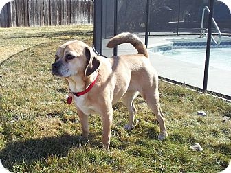 Pug/Beagle Mix Dog for Sale in Boise, Idaho - Bella Pug/Beagle Mix Dog for Sale in Boise, Idaho - Bella