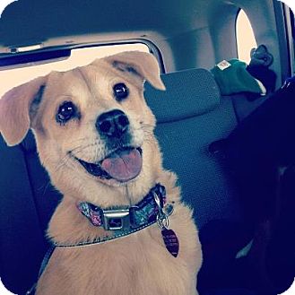 Beagle/Shar Pei Mix Dog for Sale in Scottsdale, Arizona - Maddie Beagle/Shar Pei Mix Dog for Sale in Scottsdale, Arizona - Maddie