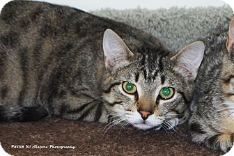 Domestic Shorthair Kitten for Sale in Lincoln, Nebraska - Cashew Domestic Shorthair Kitten for Sale in Lincoln, Nebraska - Cashew