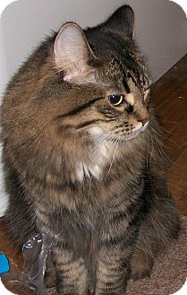 Maine Coon Cat for Sale in Emsdale (Huntsville), Ontario - Monkey - Playful! Maine Coon Cat for Sale in Emsdale (Huntsville), Ontario - Monkey - Playful!