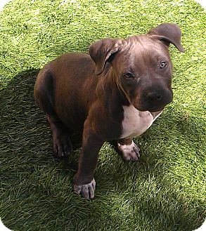 American Pit Bull Terrier Mix Puppy for Sale in San Diego, California - Denali American Pit Bull Terrier Mix Puppy for Sale in San Diego, California - Denali