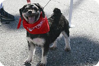 Shih Tzu/Miniature Poodle Mix Dog for Sale in Bedford, Virginia - Nikki Shih Tzu/Miniature Poodle Mix Dog for Sale in Bedford, Virginia - Nikki