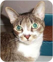 Domestic Shorthair Cat for Sale in Colmar, Pennsylvania - Katy Domestic Shorthair Cat for Sale in Colmar, Pennsylvania - Katy