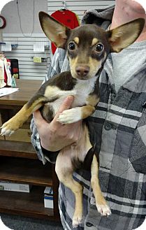 Chihuahua/Dachshund Mix Puppy for Sale in bridgeport, Connecticut - Beans Chihuahua/Dachshund Mix Puppy for Sale in bridgeport, Connecticut - Beans