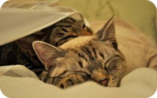 Siamese Cat for Sale in Harrisburg, North Carolina - Ash Siamese Cat for Sale in Harrisburg, North Carolina - Ash