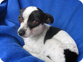 Rat Terrier Mix Dog for Sale in Irvine, California - Aiko-WATCH MY VIDEO!!! Rat Terrier Mix Dog for Sale in Irvine, California - Aiko-WATCH MY VIDEO!!!