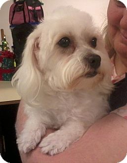 Maltese/Bichon Frise Mix Dog for Sale in Fresno, California - Wanda Maltese/Bichon Frise Mix Dog for Sale in Fresno, California - Wanda