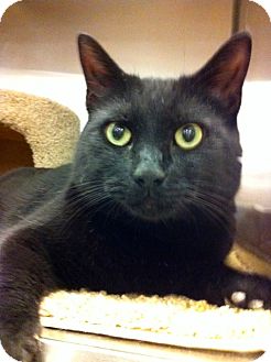 Domestic Shorthair Cat for Sale in Warminster, Pennsylvania - Dillinger Domestic Shorthair Cat for Sale in Warminster, Pennsylvania - Dillinger