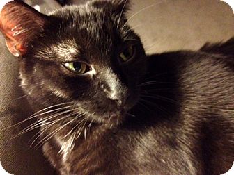 Siamese Cat for Sale in Troy, Michigan - Jackie LOVES dogs Siamese Cat for Sale in Troy, Michigan - Jackie LOVES dogs