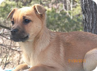 Shepherd (Unknown Type)/Labrador Retriever Mix Puppy for Sale in Sussex, New Jersey - Arizona Shepherd (Unknown Type)/Labrador Retriever Mix Puppy for Sale in Sussex, New Jersey - Arizona