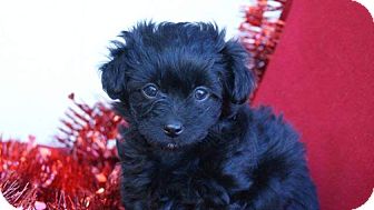 Cockapoo Mix Puppy for Sale in Torrance, California - NATALIE Cockapoo Mix Puppy for Sale in Torrance, California - NATALIE