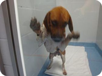 Hound (Unknown Type) Mix Dog for Sale in Gainesville, Florida - Claude Hound (Unknown Type) Mix Dog for Sale in Gainesville, Florida - Claude