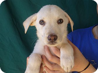 Golden Retriever/Labrador Retriever Mix Puppy for Sale in Oviedo, Florida - Mark Golden Retriever/Labrador Retriever Mix Puppy for Sale in Oviedo, Florida - Mark