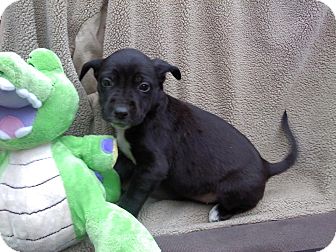 Labrador Retriever/Beagle Mix Puppy for Sale in Glastonbury, Connecticut - Selena- meet me! Labrador Retriever/Beagle Mix Puppy for Sale in Glastonbury, Connecticut - Selena- meet me!