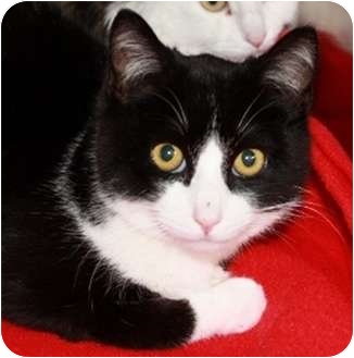 Domestic Shorthair Cat for Sale in North Highlands, California - Jamie Domestic Shorthair Cat for Sale in North Highlands, California - Jamie