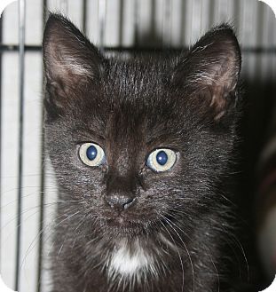 Domestic Shorthair Kitten for Sale in Plainville, Massachusetts - Chickadee Domestic Shorthair Kitten for Sale in Plainville, Massachusetts - Chickadee