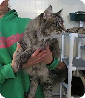 Domestic Longhair Cat for Sale in Geneseo, Illinois - Lucy Domestic Longhair Cat for Sale in Geneseo, Illinois - Lucy