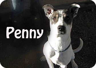 Pointer Mix Dog for Sale in Hamilton, Montana - Penny Pointer Mix Dog for Sale in Hamilton, Montana - Penny