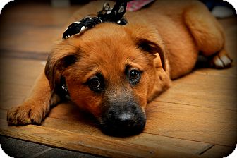 German Shepherd Dog/Golden Retriever Mix Puppy for Sale in Sparta, New Jersey - Shane German Shepherd Dog/Golden Retriever Mix Puppy for Sale in Sparta, New Jersey - Shane