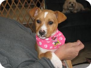 Labrador Retriever/Boxer Mix Puppy for Sale in Marlton, New Jersey - Baby Paddy Labrador Retriever/Boxer Mix Puppy for Sale in Marlton, New Jersey - Baby Paddy