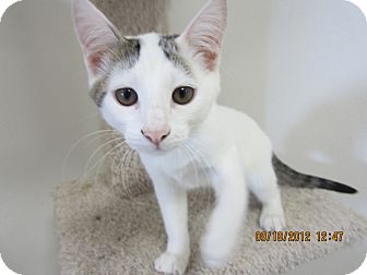 Domestic Shorthair Kitten for Sale in Bunnell, Florida - Snow Ball Domestic Shorthair Kitten for Sale in Bunnell, Florida - Snow Ball