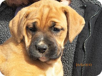 Boxer/Labrador Retriever Mix Puppy for Sale in Sussex, New Jersey - Darcy Boxer/Labrador Retriever Mix Puppy for Sale in Sussex, New Jersey - Darcy