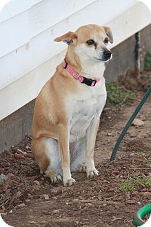 Chihuahua Mix Dog for Sale in Russellville, Kentucky - Millie Chihuahua Mix Dog for Sale in Russellville, Kentucky - Millie