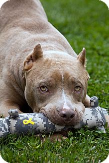 American Staffordshire Terrier/Pit Bull Terrier Mix Dog for Sale in Bellflower, California - Chauncey American Staffordshire Terrier/Pit Bull Terrier Mix Dog for Sale in Bellflower, California - Chauncey