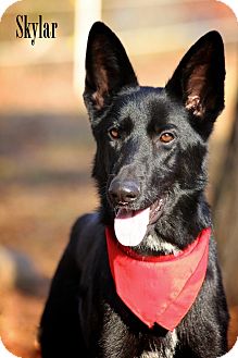 German Shepherd Dog Mix Dog for Sale in Wilmington, Delaware - Skyla German Shepherd Dog Mix Dog for Sale in Wilmington, Delaware - Skyla