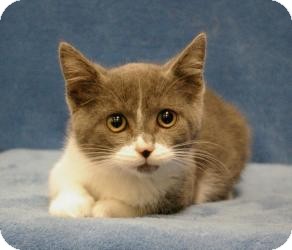 Domestic Shorthair Cat for Sale in Sacramento, California - Ruby Domestic Shorthair Cat for Sale in Sacramento, California - Ruby
