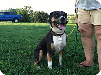 Australian Shepherd/Mountain Cur Mix Dog for Sale in Southern, Maine - Cindy Lou-URGENT in MD Australian Shepherd/Mountain Cur Mix Dog for Sale in Southern, Maine - Cindy Lou-URGENT in MD