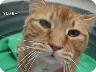 Domestic Shorthair Cat for Sale in Hamilton, Montana - simba Domestic Shorthair Cat for Sale in Hamilton, Montana - simba