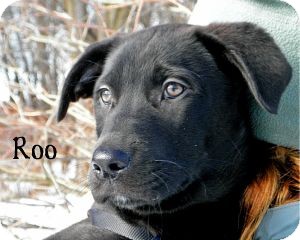 Labrador Retriever Mix Puppy for Sale in Warren, Pennsylvania - Roo Labrador Retriever Mix Puppy for Sale in Warren, Pennsylvania - Roo