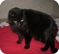 Domestic Shorthair Cat for Sale in Shelton, Washington - Mandy Domestic Shorthair Cat for Sale in Shelton, Washington - Mandy