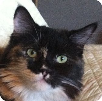 Domestic Longhair Kitten for Sale in Winchester, California - Calico Group Domestic Longhair Kitten for Sale in Winchester, California - Calico Group