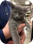 Domestic Shorthair Kitten for Sale in Pittstown, New Jersey - Prudence Domestic Shorthair Kitten for Sale in Pittstown, New Jersey - Prudence