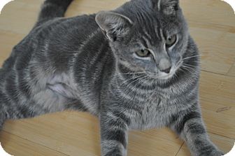 Domestic Shorthair Kitten for Sale in Speonk, New York - Cece Domestic Shorthair Kitten for Sale in Speonk, New York - Cece