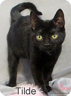 Domestic Shorthair Cat for Sale in St Louis, Missouri - Tilde Domestic Shorthair Cat for Sale in St Louis, Missouri - Tilde