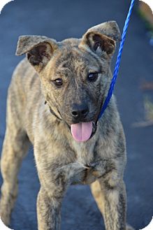 Dutch Shepherd/German Shepherd Dog Mix Puppy for Sale in Glastonbury, Connecticut - Sarah Ashley~meet me~ Dutch Shepherd/German Shepherd Dog Mix Puppy for Sale in Glastonbury, Connecticut - Sarah Ashley~meet me~