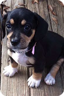 Basset Hound/Fox Terrier (Wirehaired) Mix Puppy for Sale in Manchester, Connecticut - Flower - ADOPTION PENDING Basset Hound/Fox Terrier (Wirehaired) Mix Puppy for Sale in Manchester, Connecticut - Flower - ADOPTION PENDING